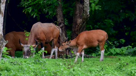 Banteng-Oder-Tembadau-Ist-Ein-Wildrind,-Das-In-Südostasien-Vorkommt-Und-In-Einigen-Ländern-Ausgestorben-Ist