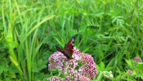 A-butterfly-perches-on-a-pink-flower-in-a-lush-green-field