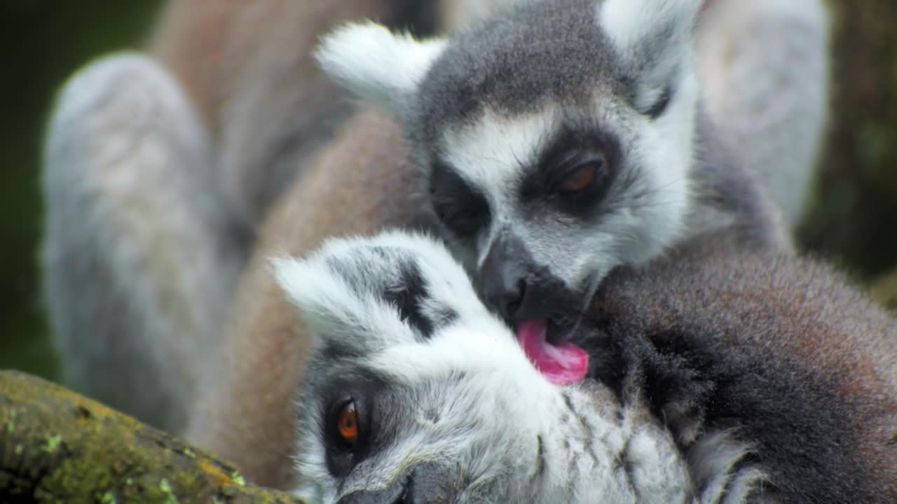 Ring-tailed Lemur - Lemur catta large strepsirrhine primate with long, black and white ringed tail, endemic to Madagascar and endangered, in Malagasy as maky, maki or hira
