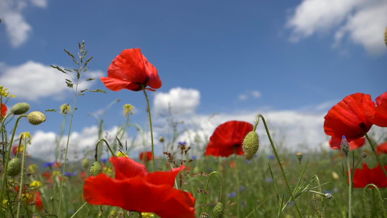 春の青空を背景に花畑にカラフルに咲く花びらのローアングルをトラック輸送