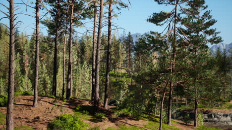 hermoso bosque perenne remoto en la montaña