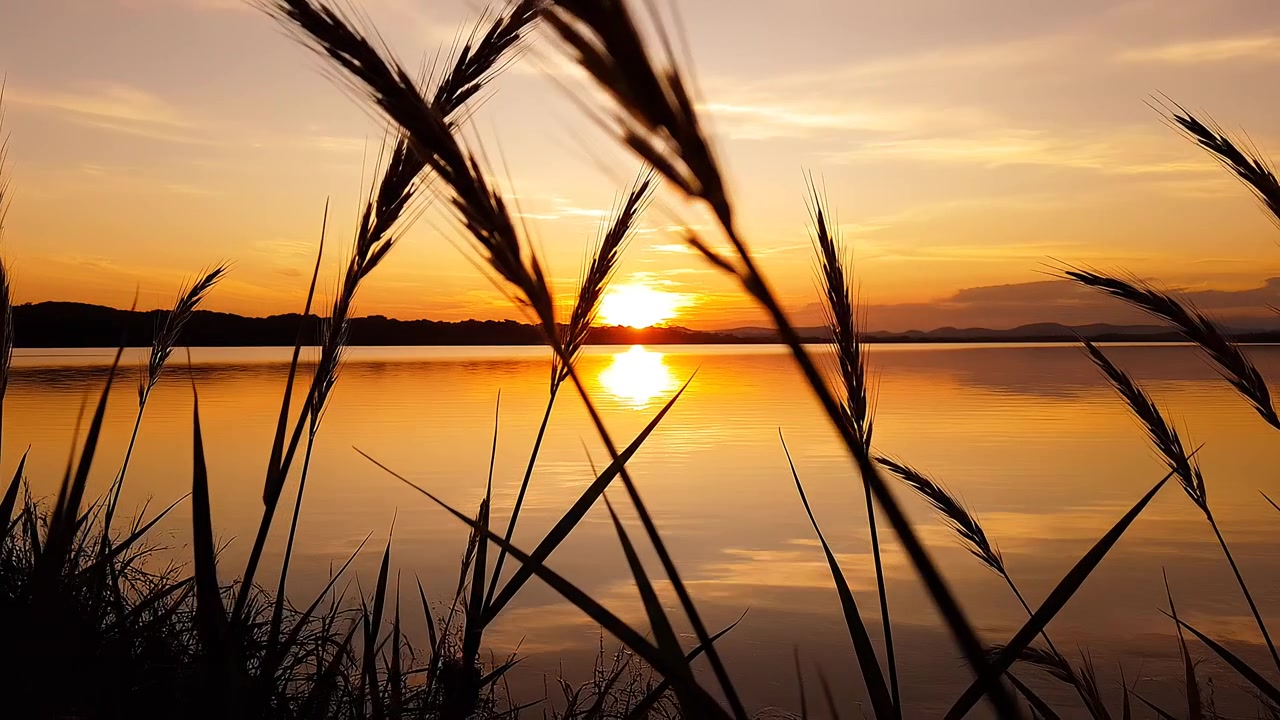 Kultainen auringonlasku tyynen järven yllä siluettina erottuvien villien ruohonvarsien läpi