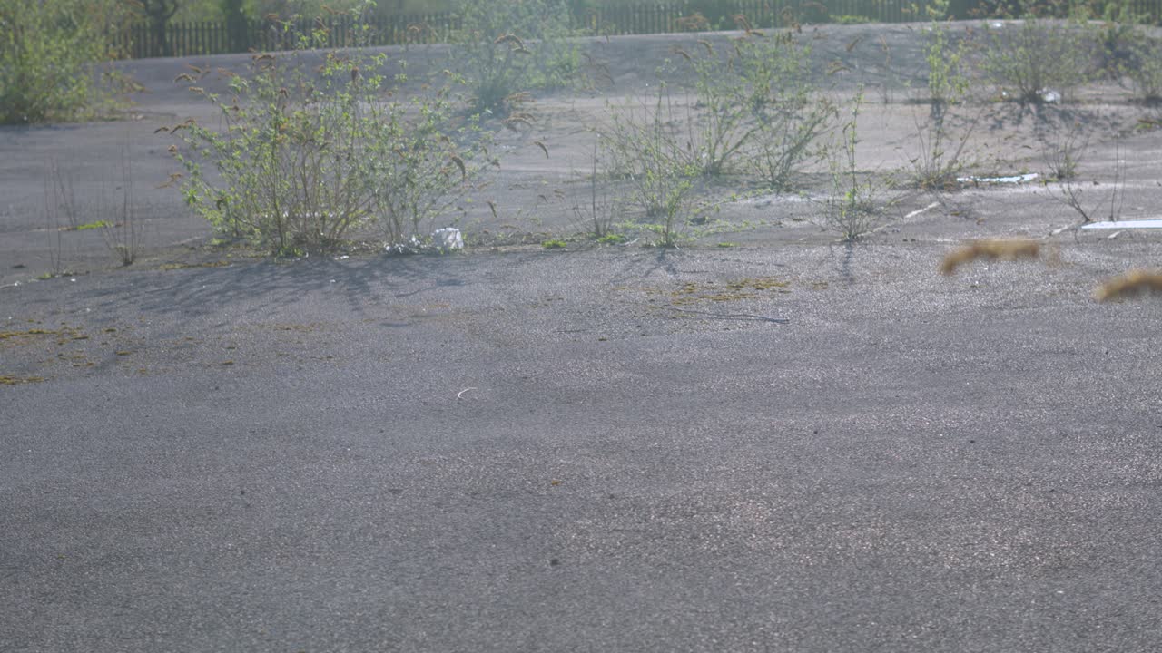 Panning Up Reveal of Disused Abandoned Car Park with Plants and Weeds Growing Out of Tarmac on Bright Sunny Day with Metal Fence and Trees Background.