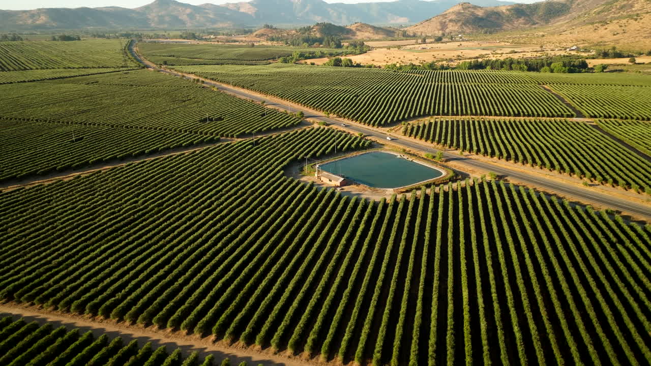 Vista aerea da drone di un grande uliveto con serbatoio di irrigazione, file simmetriche di alberi di ulivo nel paesaggio rurale cileno, Cile