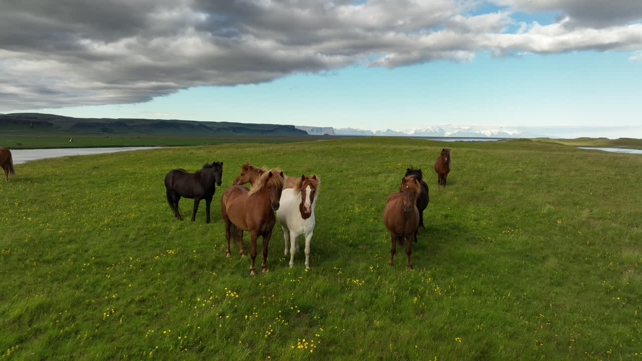 caballos en un campo de hierba verde mirando fijamente a la cámara vista aérea de islandia
