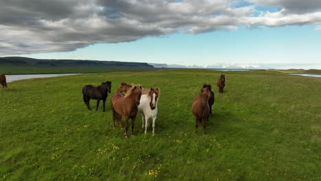 horses in a green grass field staring at the camera aerial view iceland