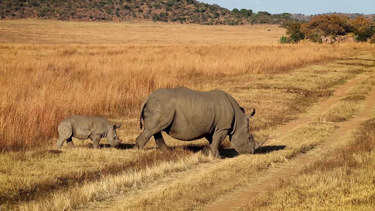 코소 어머니와 새끼는 아프리카의 사파리를 걸으며 함께 길을 건너고 있습니다.