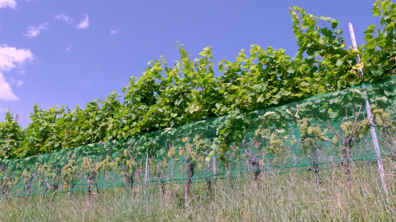 vides con uvas inmaduras protegidas por una red de granizo en un día de verano cálido y soleado