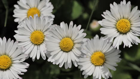 daisies in a garden close up shot france