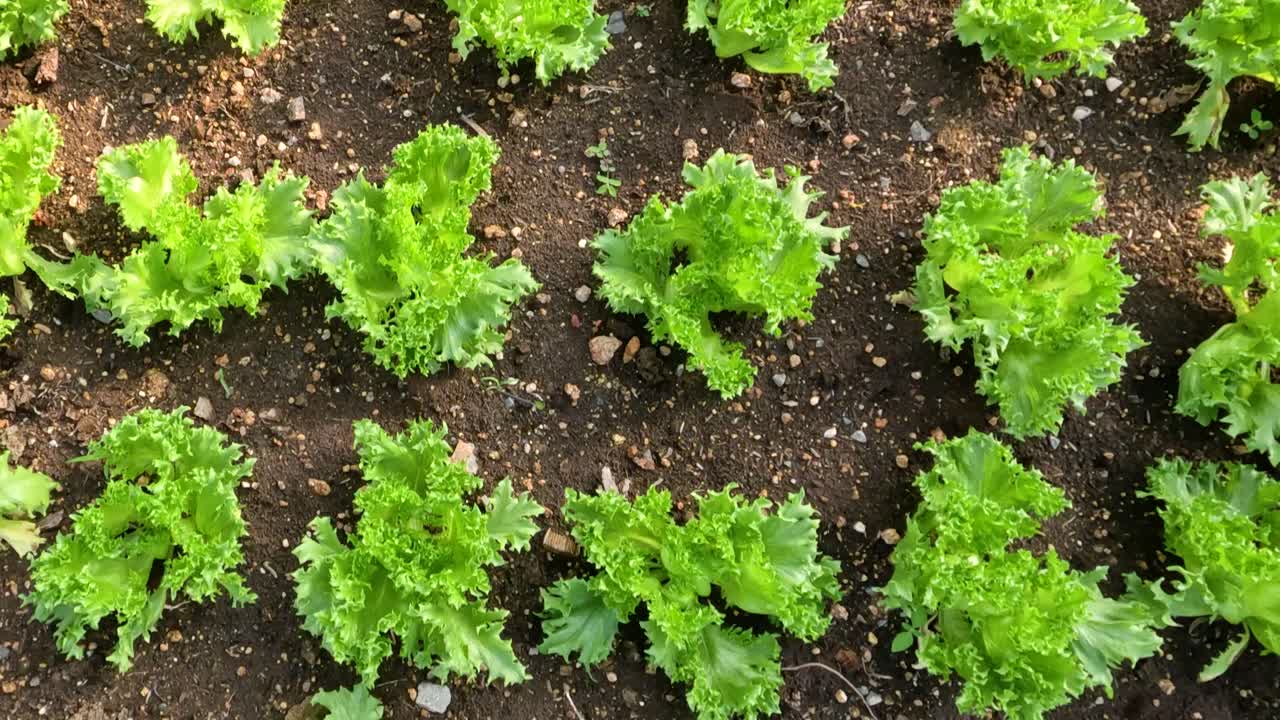 File di piantine di lattuga che crescono in serra