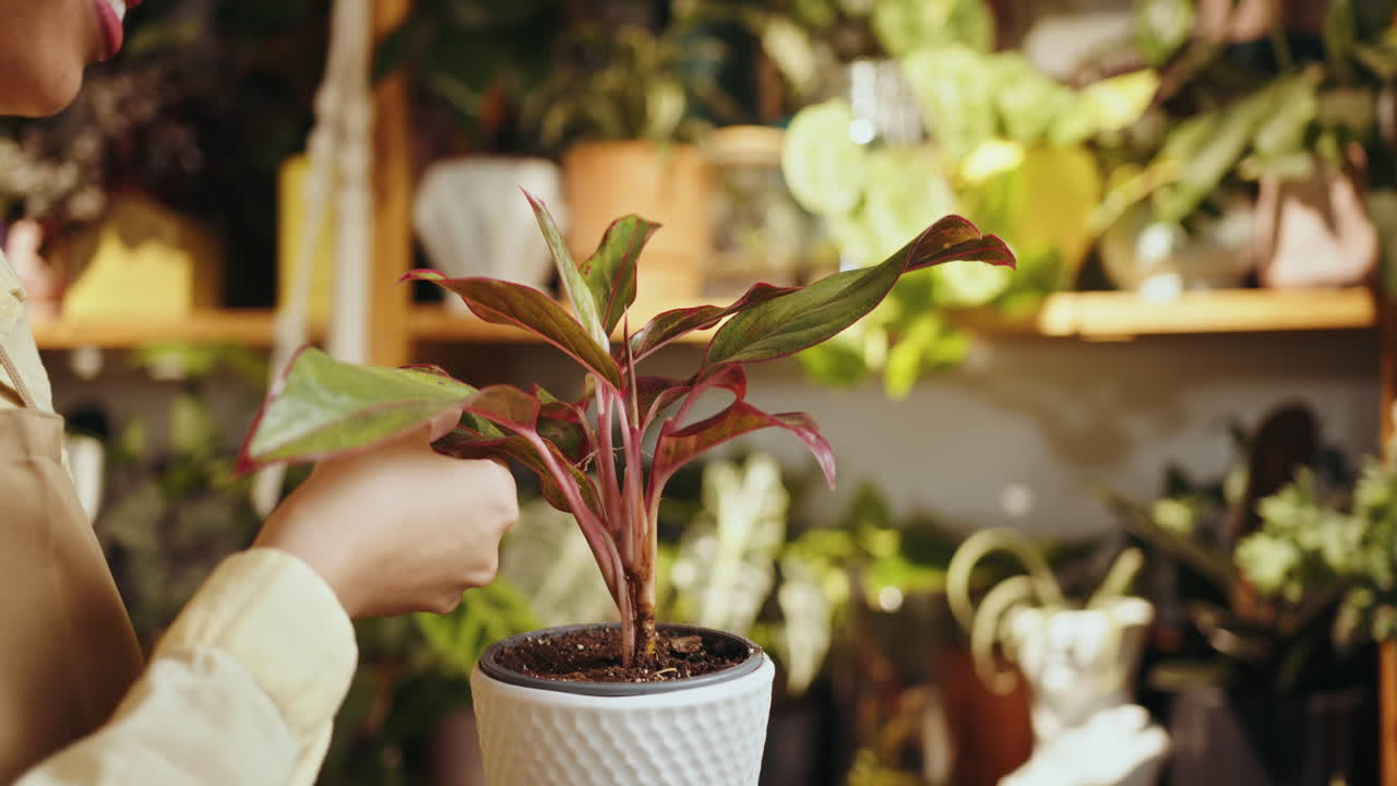 mujer examinando una planta de interior en un vivero
