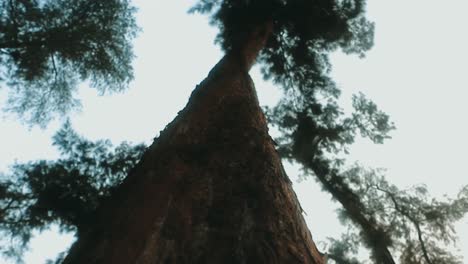 panning shot of a big tamarix tree