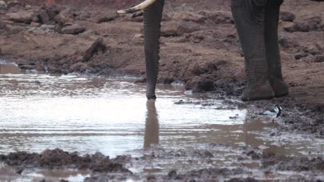 elephant trunk suck up water over small pond