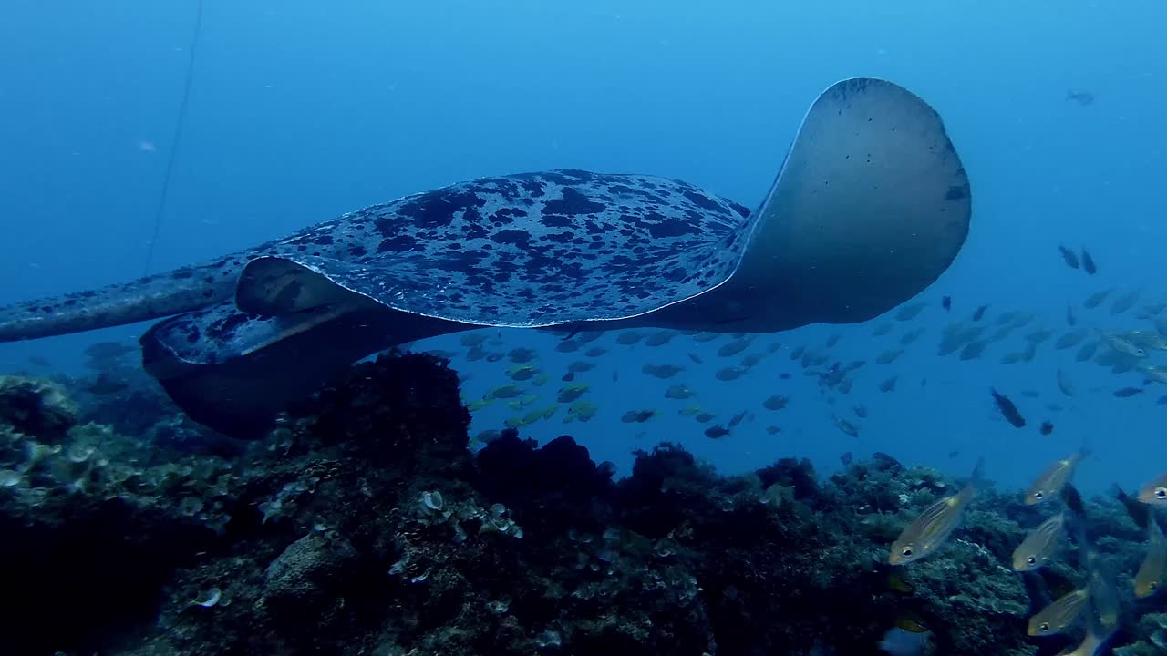 Black spotted stingray swimming over busy coral reef