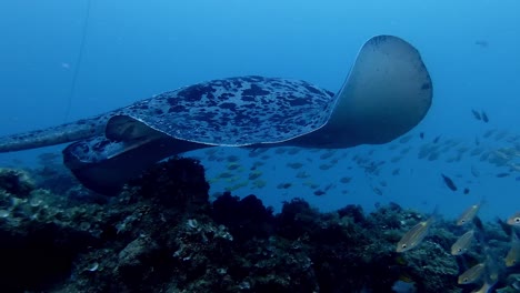 black spotted stingray swimming over busy coral reef