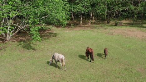 a drone flies close to two wild horses and a baby horse has been a cross in a green field surrounded by trees, aerial