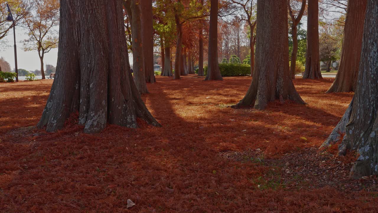A stunning ground-level view of a forest floor covered in a dense carpet of red Metasequoia needles at Mizumoto Park, Tokyo, during late autumn