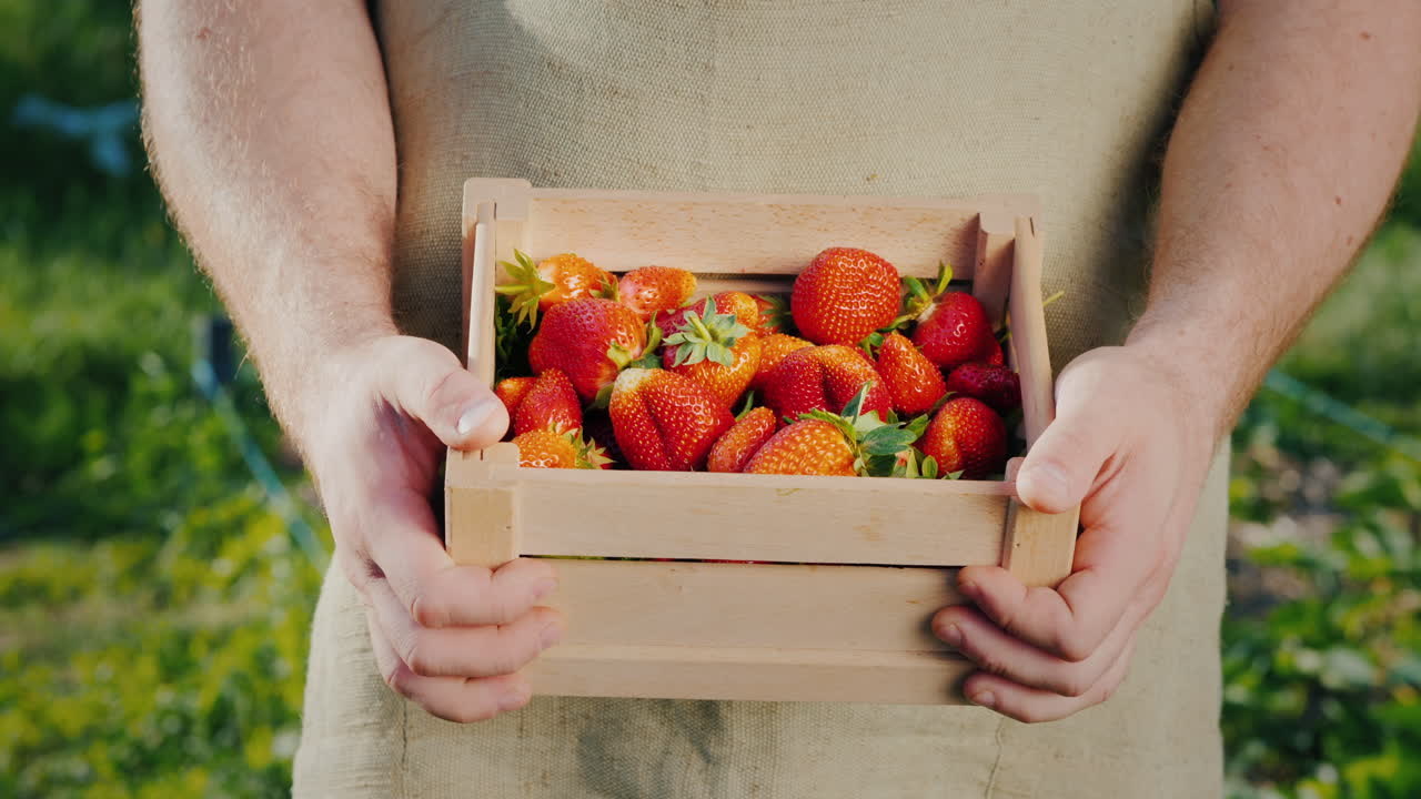 잘 익은 딸기 나무 상자를 든 남자의 손