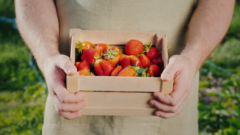 men's hands with a wooden box of ripe strawberries