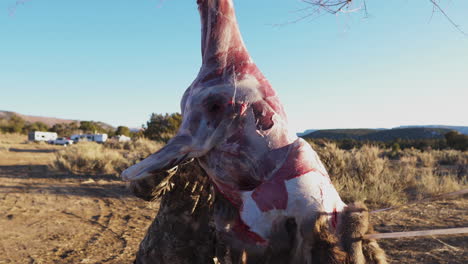 man skinning deer to produce leather