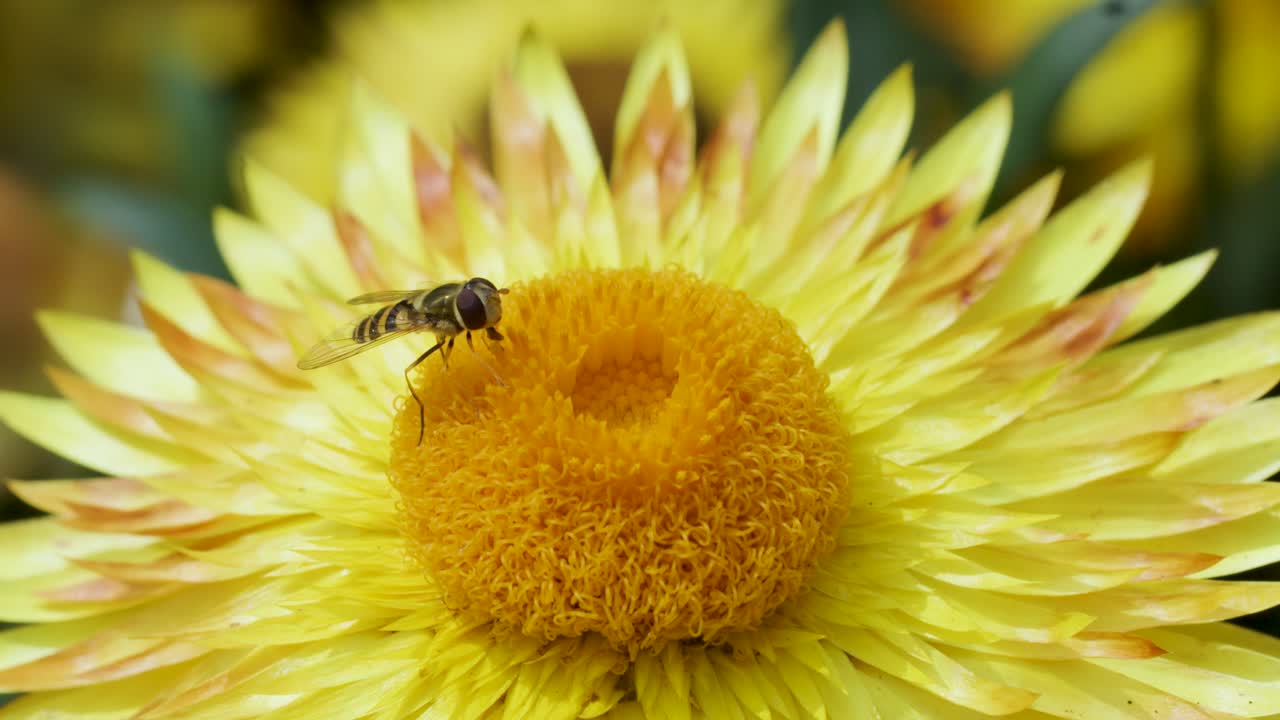 Hoverfly lands and feeds on yellow daisy flower, macro shot, natural daylight, shallow focus