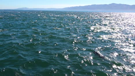 miles de delfines migran en una manada masiva a través del parque nacional de las islas del canal
