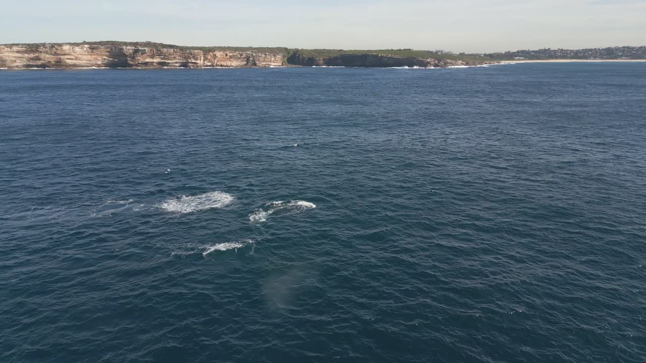 Whale surfacing near a rocky coastline