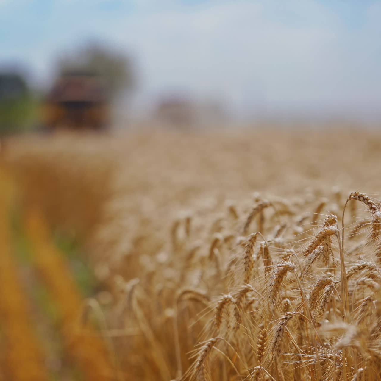 Close-up of yellow spikelets in a wheat field. Wheat field in a sunny summer day. Golden wheat field blowing by the wind.