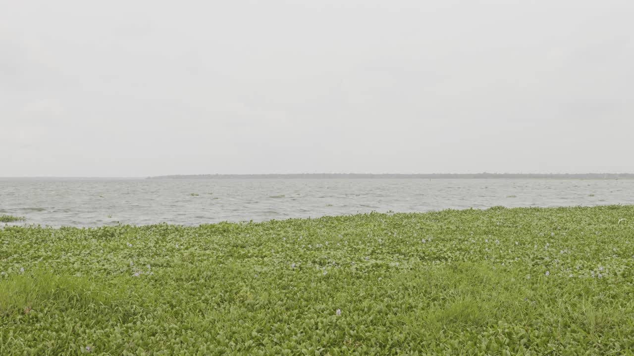 바람은 에 있는 모스를 날려버렸고, 아프리카의 강 모스, 타니르무카 드, 과 모스, 살비니아 몰레스타