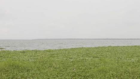 바람은 에 있는 모스를 날려버렸고, 아프리카의 강 모스, 타니르무카 드, 과 모스, 살비니아 몰레스타