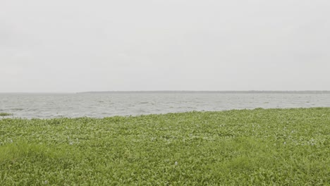 the wind blew the mosses on the embankment ,the african rivermoss , tanneermukkam bund, embankment and moss ,salvinia molesta