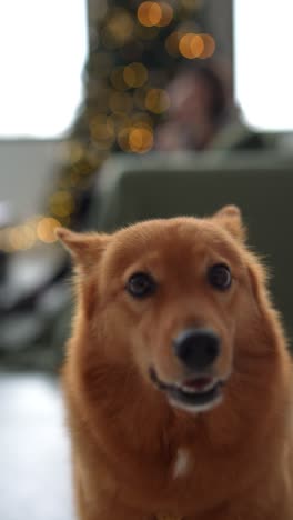 finnish spitz dog