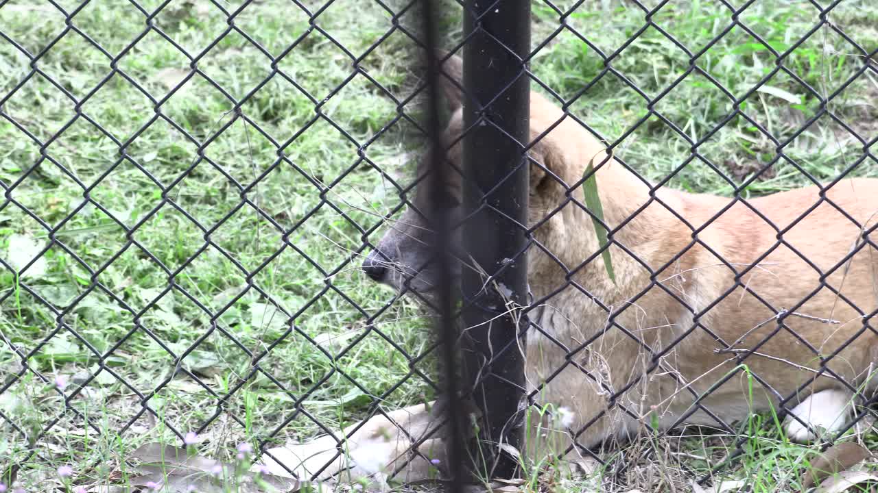 dingo australiano en cautiverio