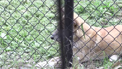 australian dingo in captivity