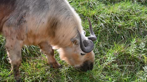 Sichuan-Takin-grazing-on-grass