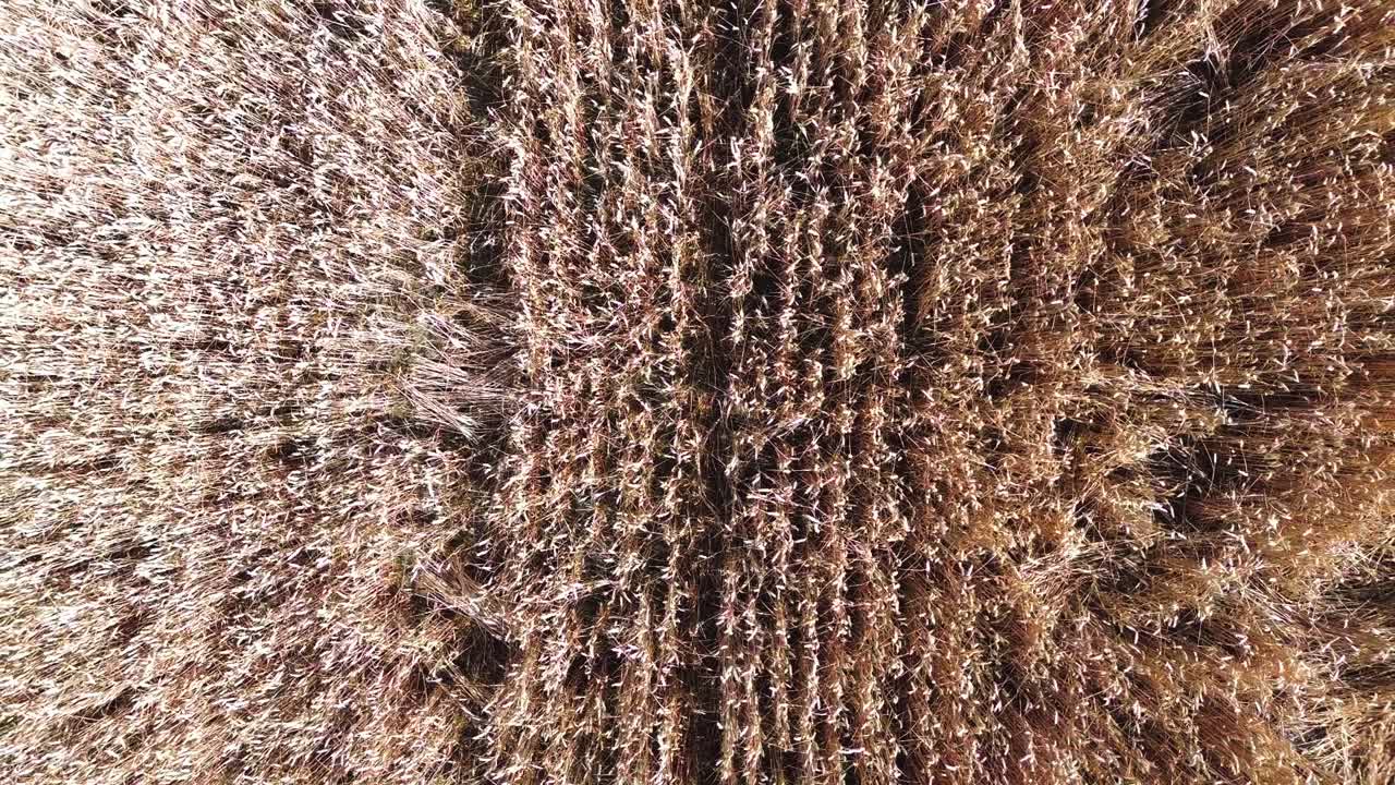 익은 밀 ⁇   ⁇  위 에 대한 공중 비행 여름 4k