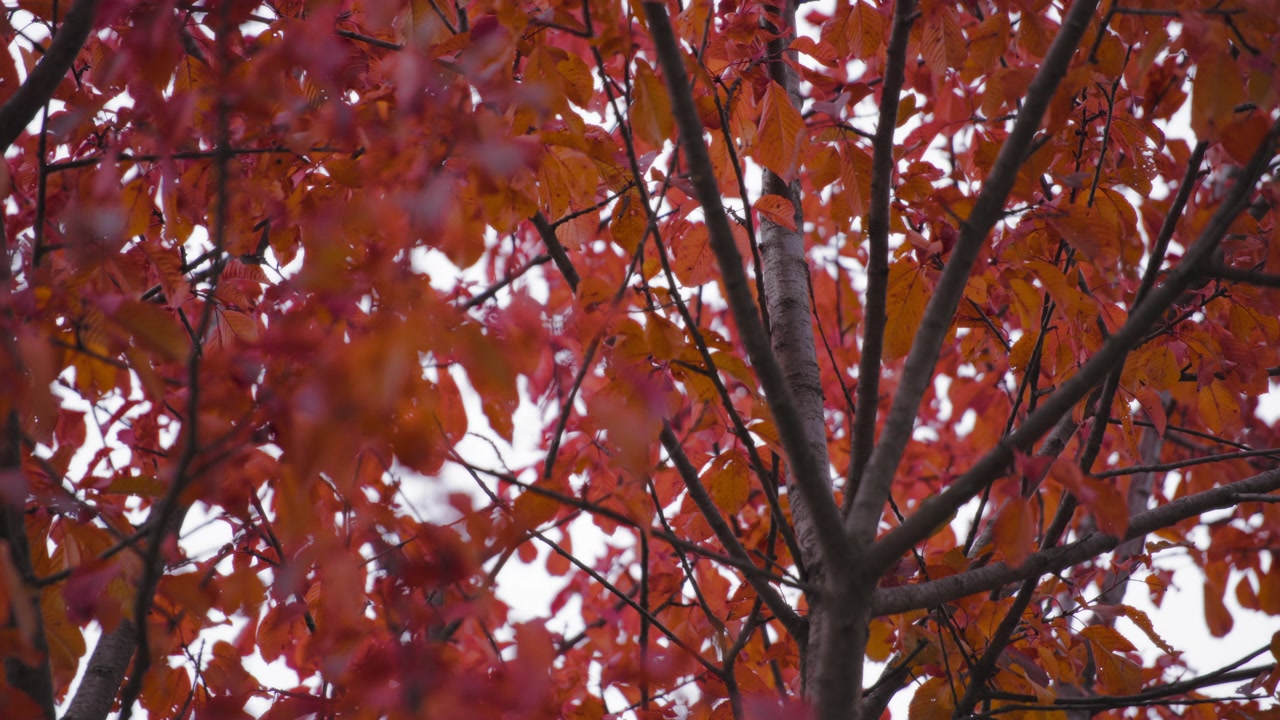 Fond d'automne rouge naturel