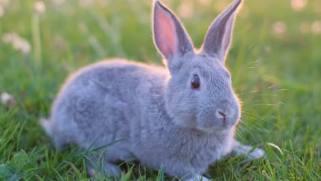 a beautiful gray rabbit sits on a green lawn among grasses and eats
