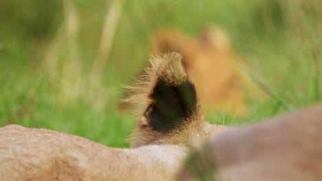 close up of young lion cubs resting in green grasslands, conserving energy, big five african wildlife in maasai mara national reserve, kenya, africa safari animals