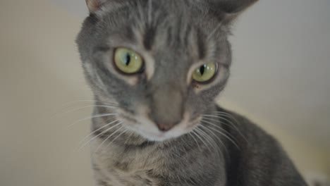 gray tabby cat profile view