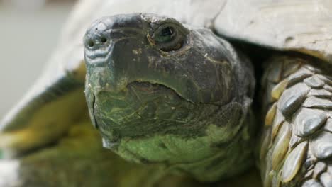 close up, slow motion footage of land turtle tortoise, staring at camera open and close her eyes 120fps