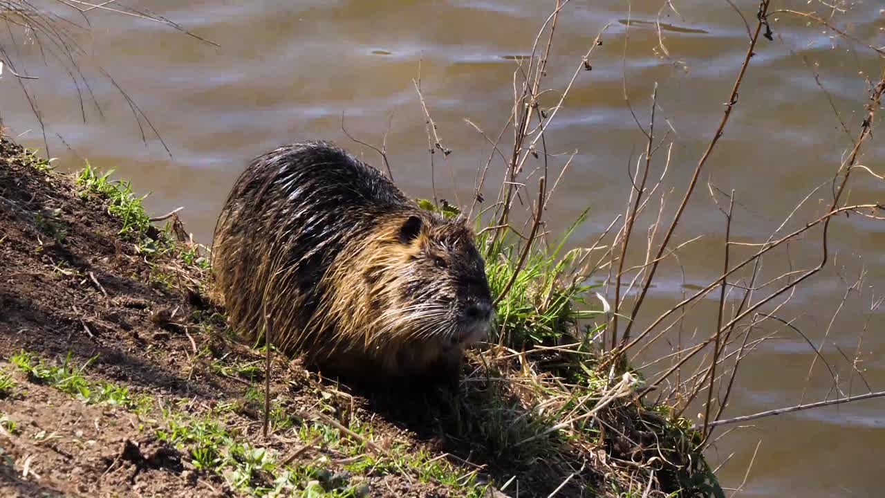 Nutria, fiume Moldava, Praga