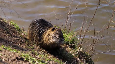 nutria , vltava river, prague