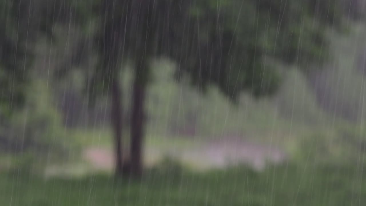 Rain comes in the jungle anytime and one must enjoy the most out of it