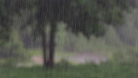 rain comes in the jungle anytime and one must enjoy the most out of it