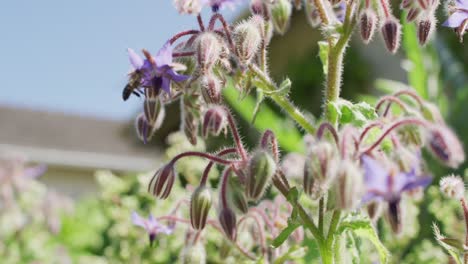 cerca de las abejas recolectando miel y flores en el jardín