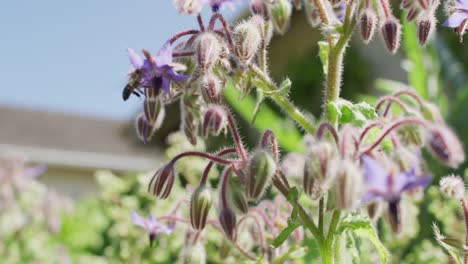 rapprochement des abeilles recueillant du miel et des fleurs dans le jardin