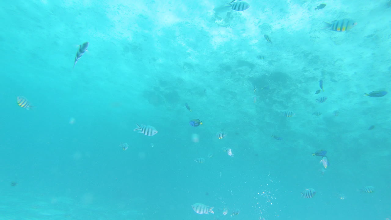 물고기와 함께 열대 바다에서 수영하는 오리발을 가진 다이버, 관점