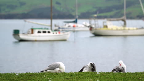 cinematic footage of sailing boats and wild life