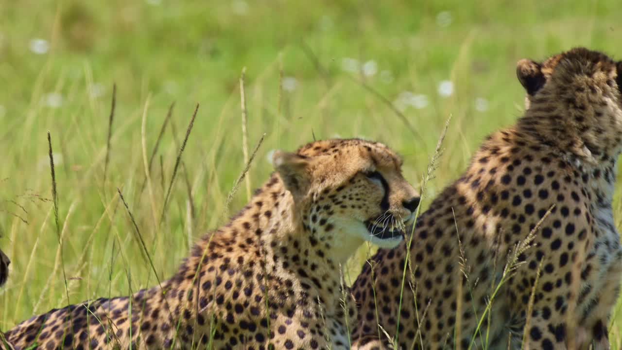 disparo en cámara lenta de detalle disparo de guepardo de cerca acostado jadeando, descansando, durmiendo vida silvestre africana en la reserva nacional de masai mara, kenia, áfrica animales de safari en masai mara